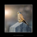 Nature - Natur